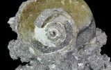 Crystal Filled Fossil Whelk - Rucks Pit, FL #69072-3